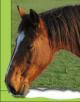 c mon cheval y sapelle prince gallan